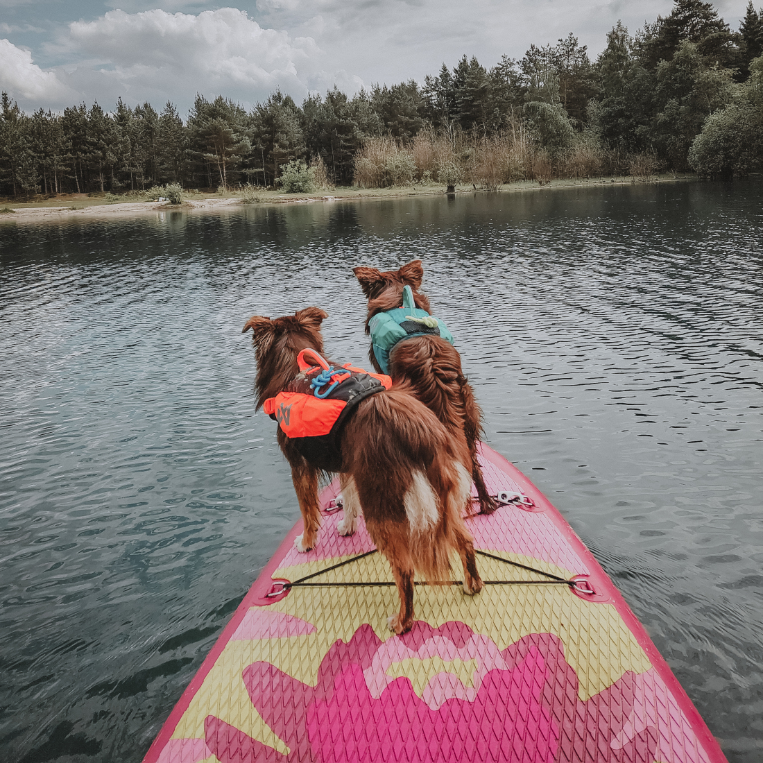 Auf‘s SUP mit dem Hund