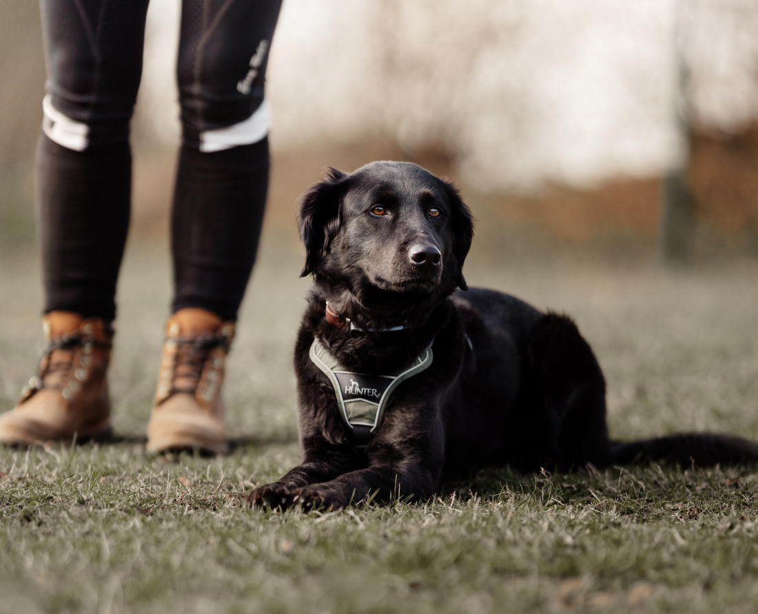 Slow Motion - Ruhe und Langsamkeit in Anwesenheit anderer Hunde